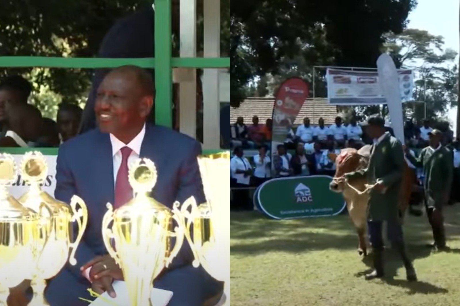 Collage photo of President William Ruto and a Boran Bull.